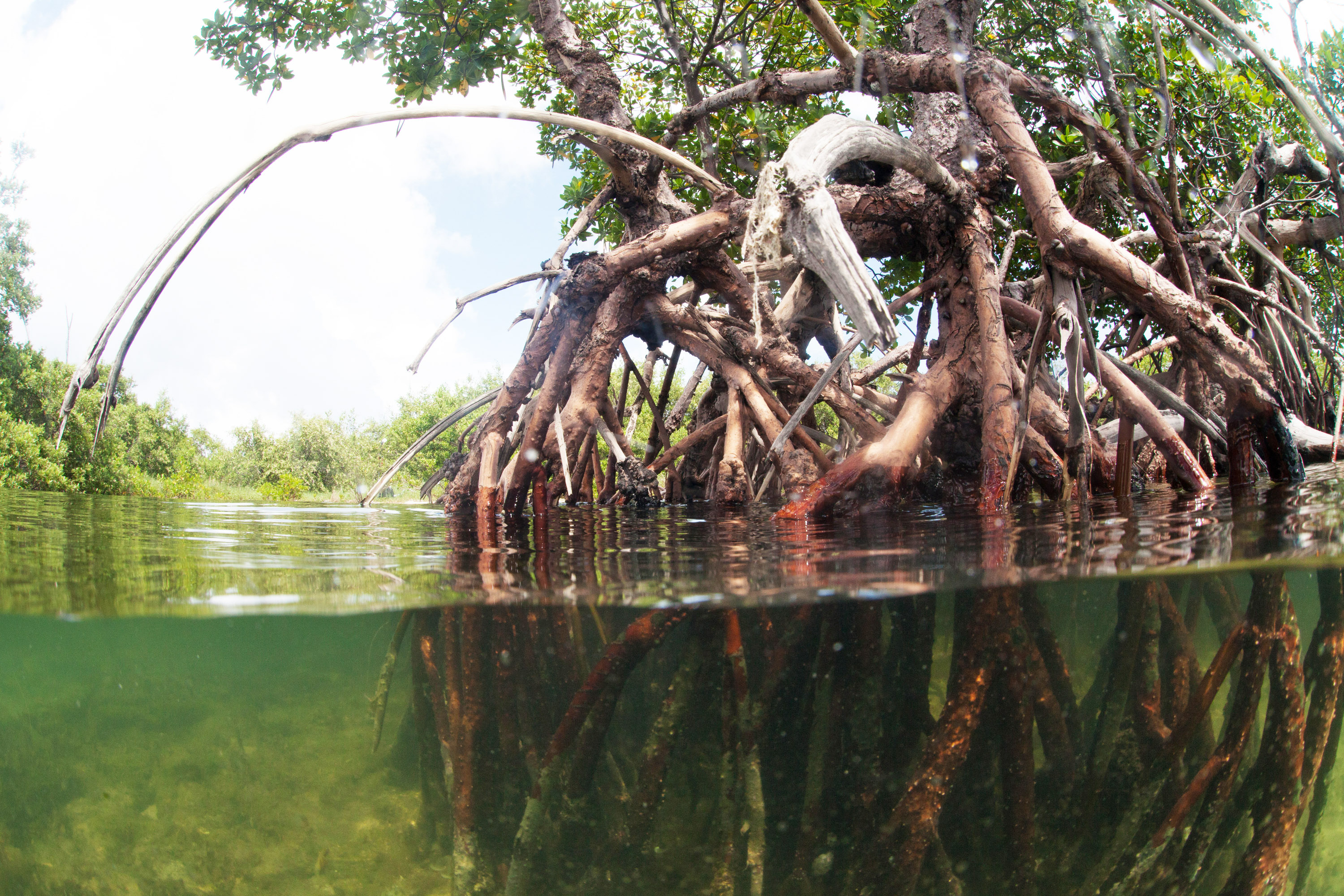 A split view of mangroves, showing both the roots below the water surface and the rest of the tree above.