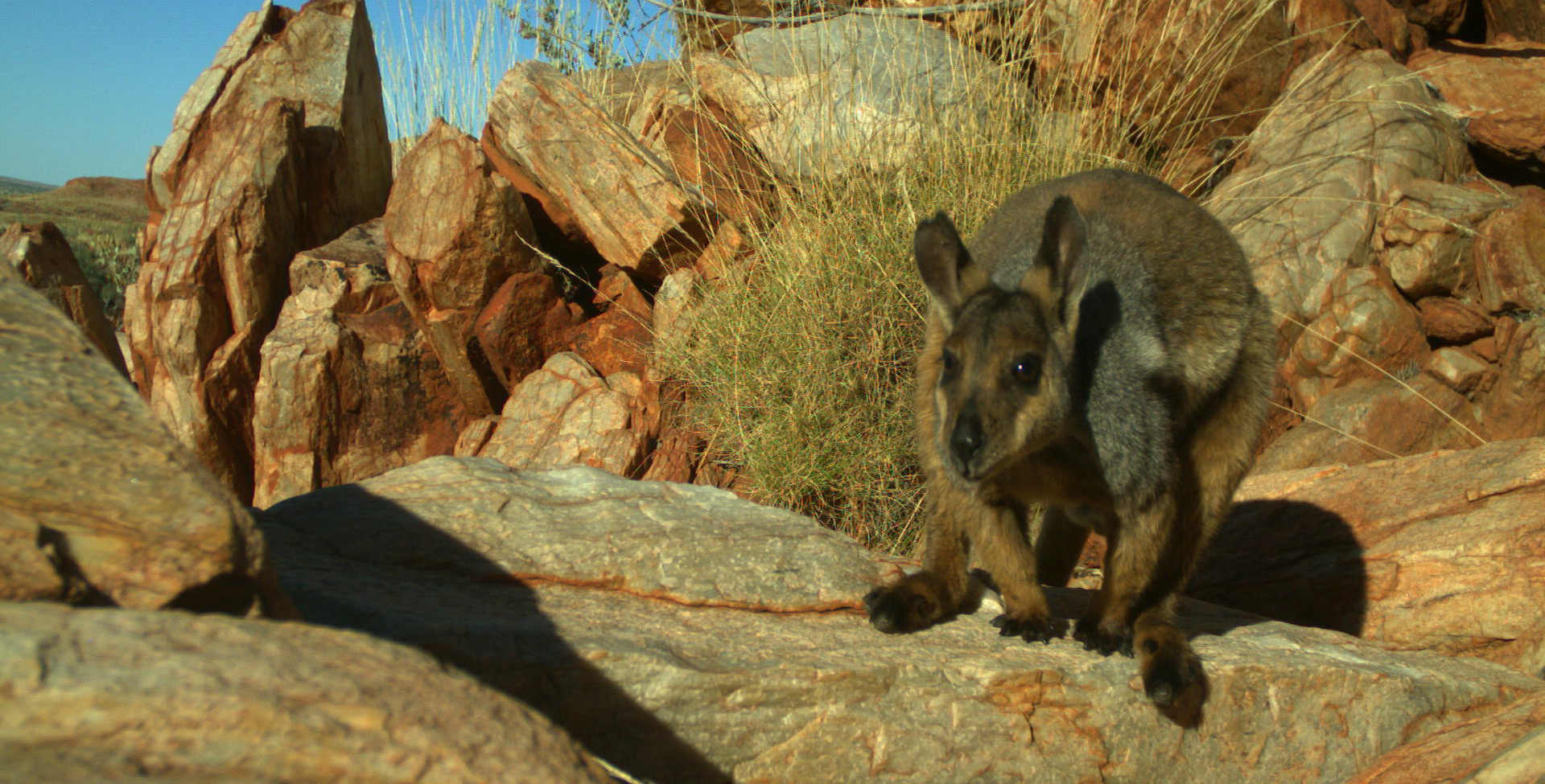 Australia's endangered animals