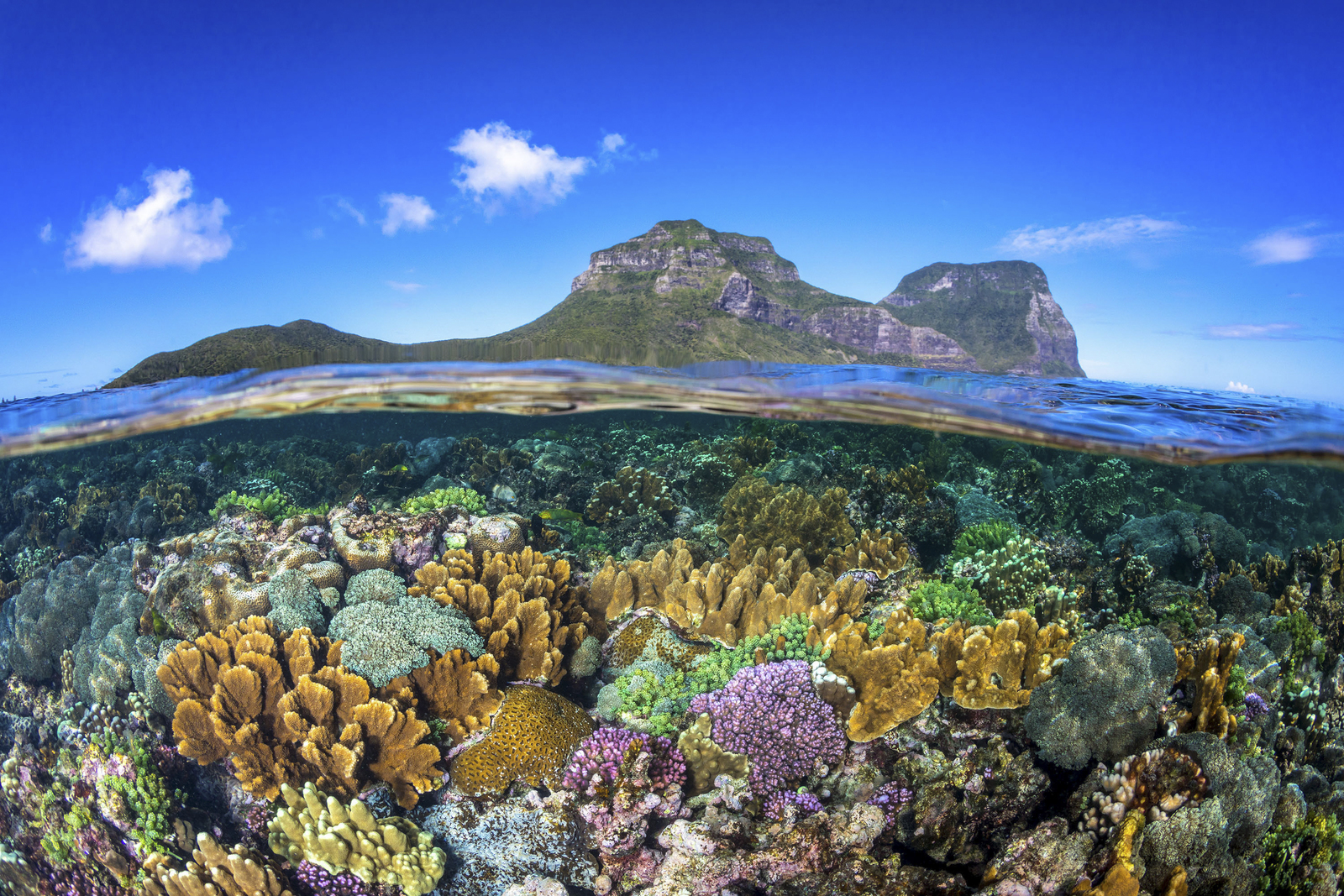 A split view of coral reefs under the water and mountains of Lord Howe Island visible in the distance.
